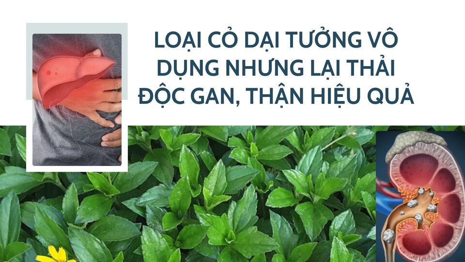 El tipo de hierba es inutil pero efectiva de la desintoxicacion de higado y riñon