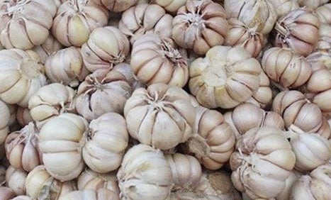 Garlic is one of the spices that is said to have the effect of supporting liver detoxification. Photo: Kieu Vu