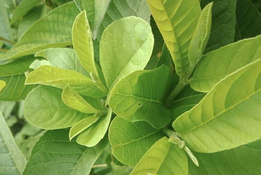 Drinking guava leaf water after meals can help control blood sugar. Photo: Kieu Vu