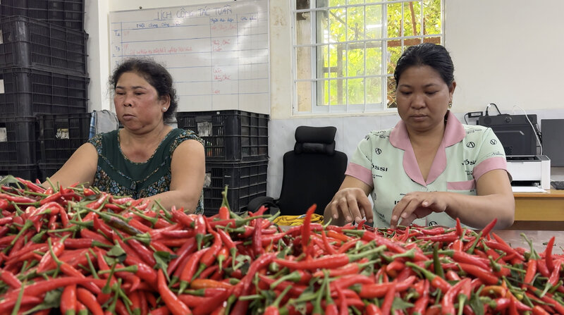 Rural workers have jobs and stable income from chili. Photo: Hoang Loc