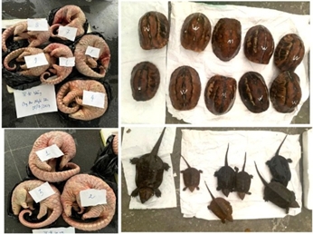 Động vật hoang dã - tang vật bị thu giữ bởi lực lượng Công an thị xã Nghi Sơn. Ảnh: ENV cung cấp
