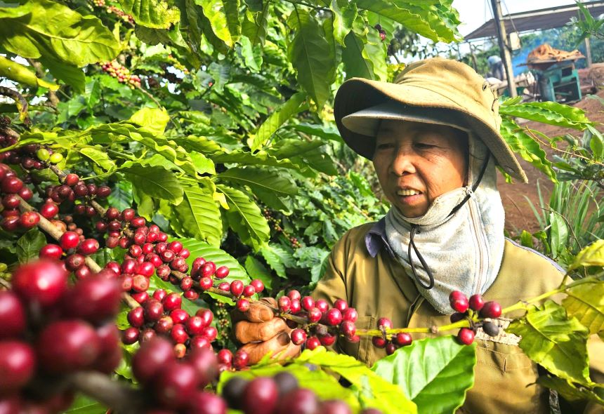 Vietnam's coffee exports reached over 5 billion USD. Photo: Thanh Quynh