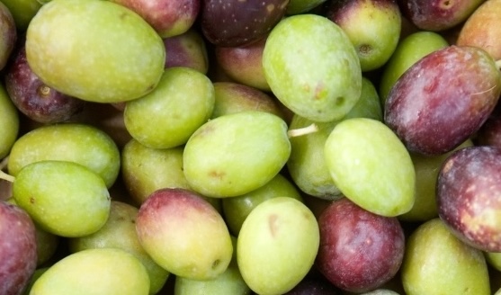 Olive oil extracted from fresh olives is said to be an effective liver detox supporter. Photo: Nghia Thanh