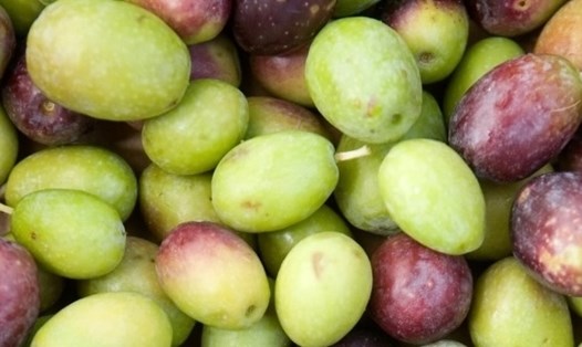 Dầu olive chiết xuất từ quả olive tươi được cho là hỗ trợ thải độc gan hiệu quả. Ảnh: Nghĩa Thanh