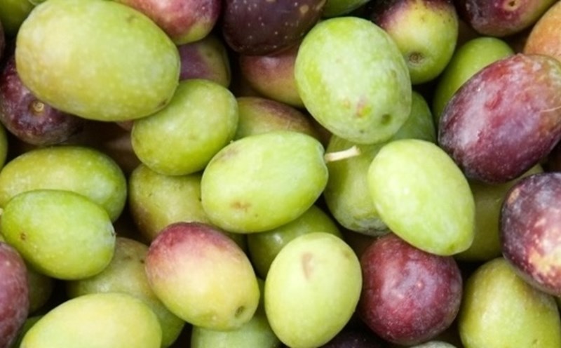 Olive oil extracted from fresh olives is said to be an effective liver detox supporter. Photo: Nghia Thanh