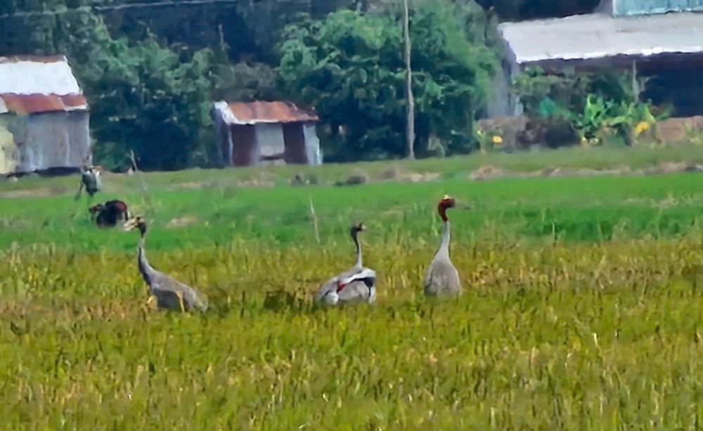 Red-crowned crane landed to find food in the rice fields at noon on March 11. Photo: Hong Tuan
