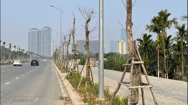 Trees on the extended Le Quang Dao road, Nam Tu Liem district, Hanoi City show signs of poor growth. Photo: Phuc Duc