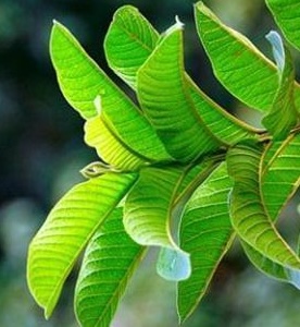 Guava leaf water drunk properly and at the right time will bring many benefits. Photo: Nghia Thanh
