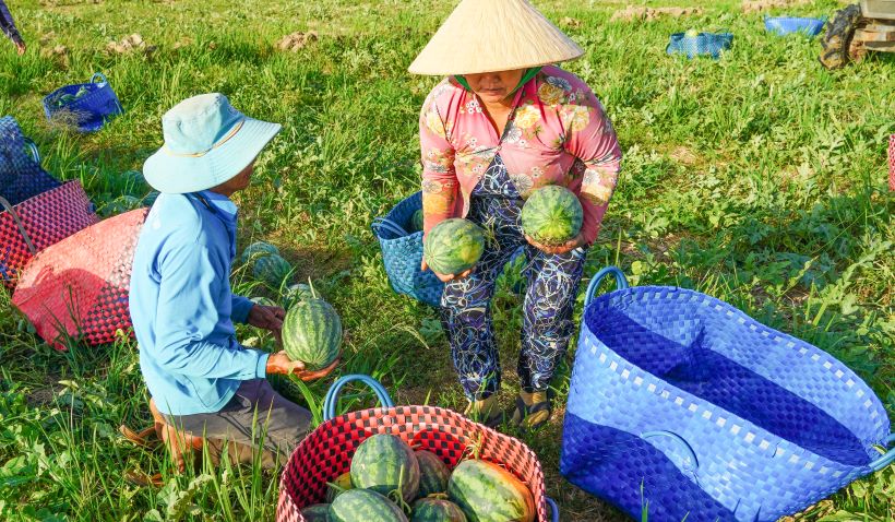 Nông dân TP Sóc Trăng thu hoạch dưa hấu trồng trên ruộng lúa. Ảnh: Phương Anh