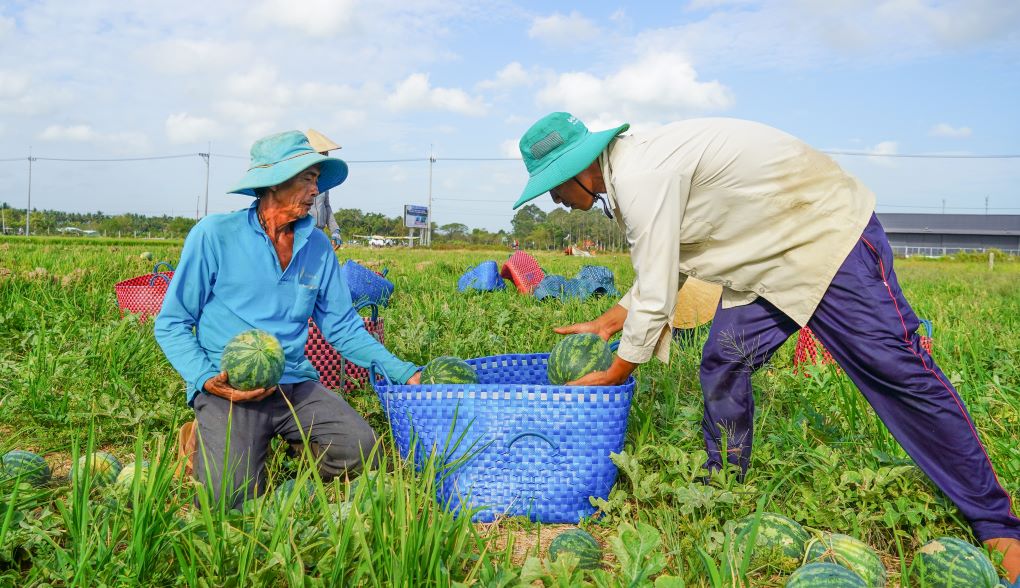 Farmers harvest watermelon grown on rice fields
