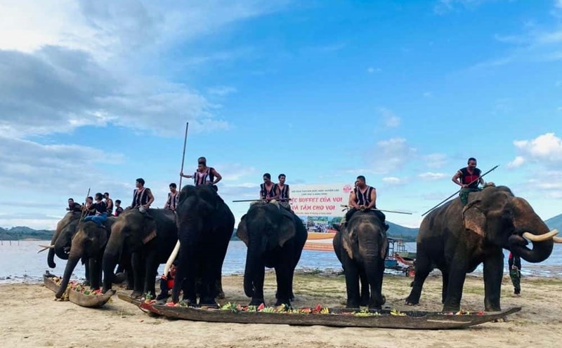 Lak district elephants enjoy buffet parties. Photo: Khanh Van