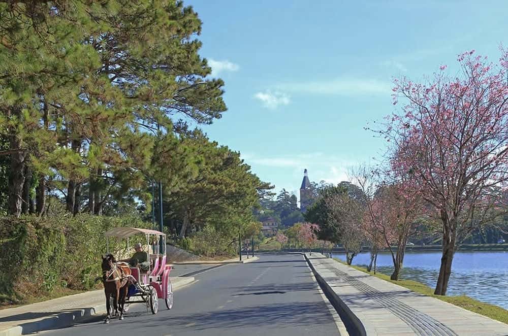 Da Lat officially bans horse-drawn carriages in the Xuan Huong lake area. Photo: Lam Hong