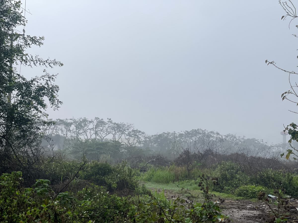 Phia ben trong du an, co moc um tum. Anh: Khanh An