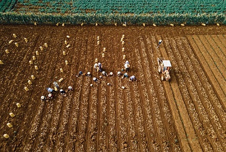 Potato fields bring profits to farmers. Photo: An Doan