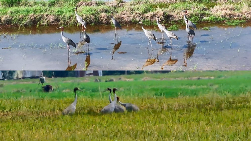 The Red-crowned Cranes return to Phu My Species and Habitat Conservation Area. Photo: Hong Tuan