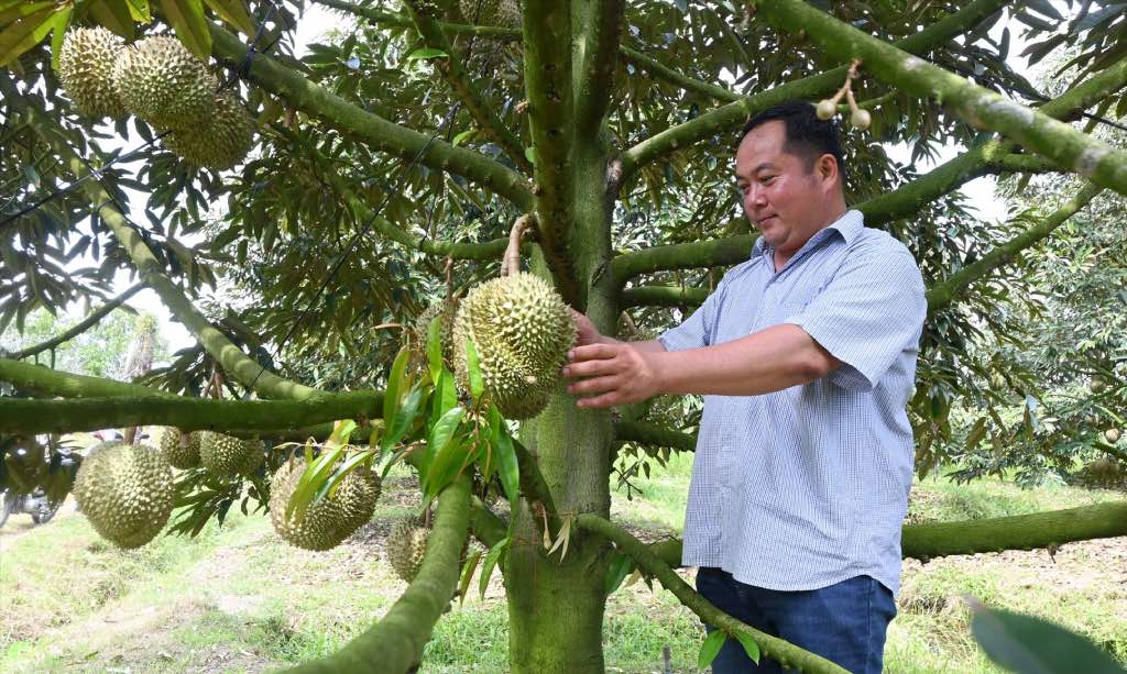 Phu An Agricultural Service Cooperative continues to improve cultivation of durian to meet export market standards. Photo: Thanh Nhan