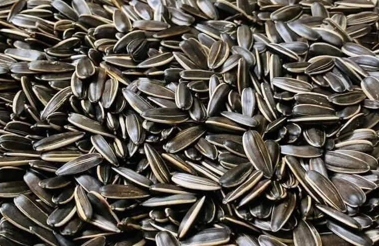 Eat sunflower seeds properly to supplement more protein than eggs. Photo: Kieu Vu