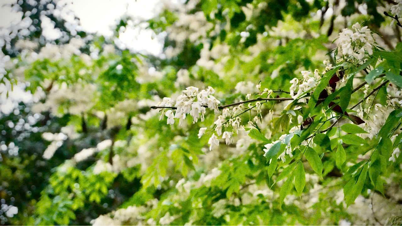 수꽃은 처진 무리로 핀다. 꽃잎은 연약하고 깨끗한 흰색이다. 꽃이 지고 나면 나무 밑은 떨어진 하얀 꽃으로 뒤덮이고, 점차 새로운 녹색 잎이 나타납니다.