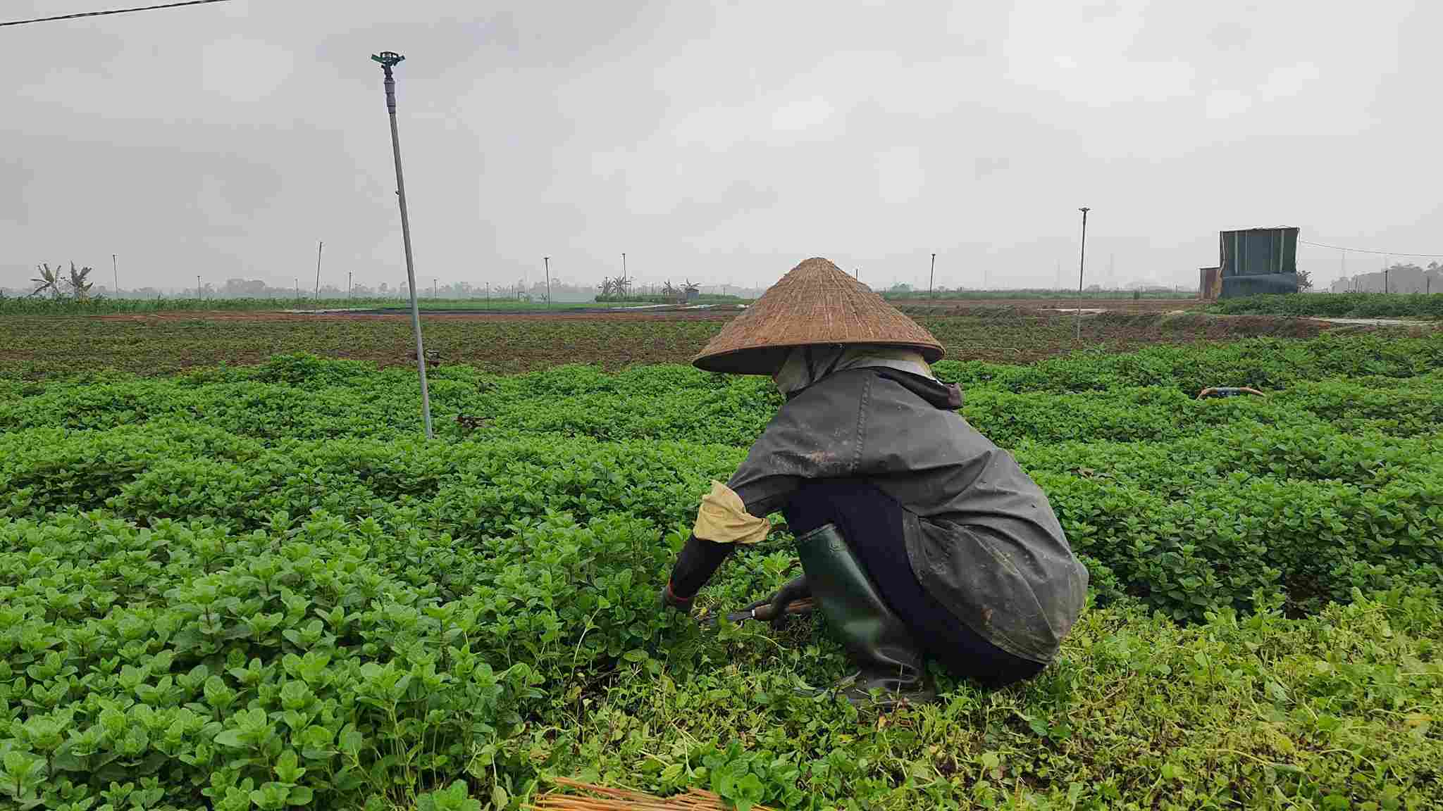 Hai Duong spices prices have decreased due to humid weather. Photo: Cong Hoa