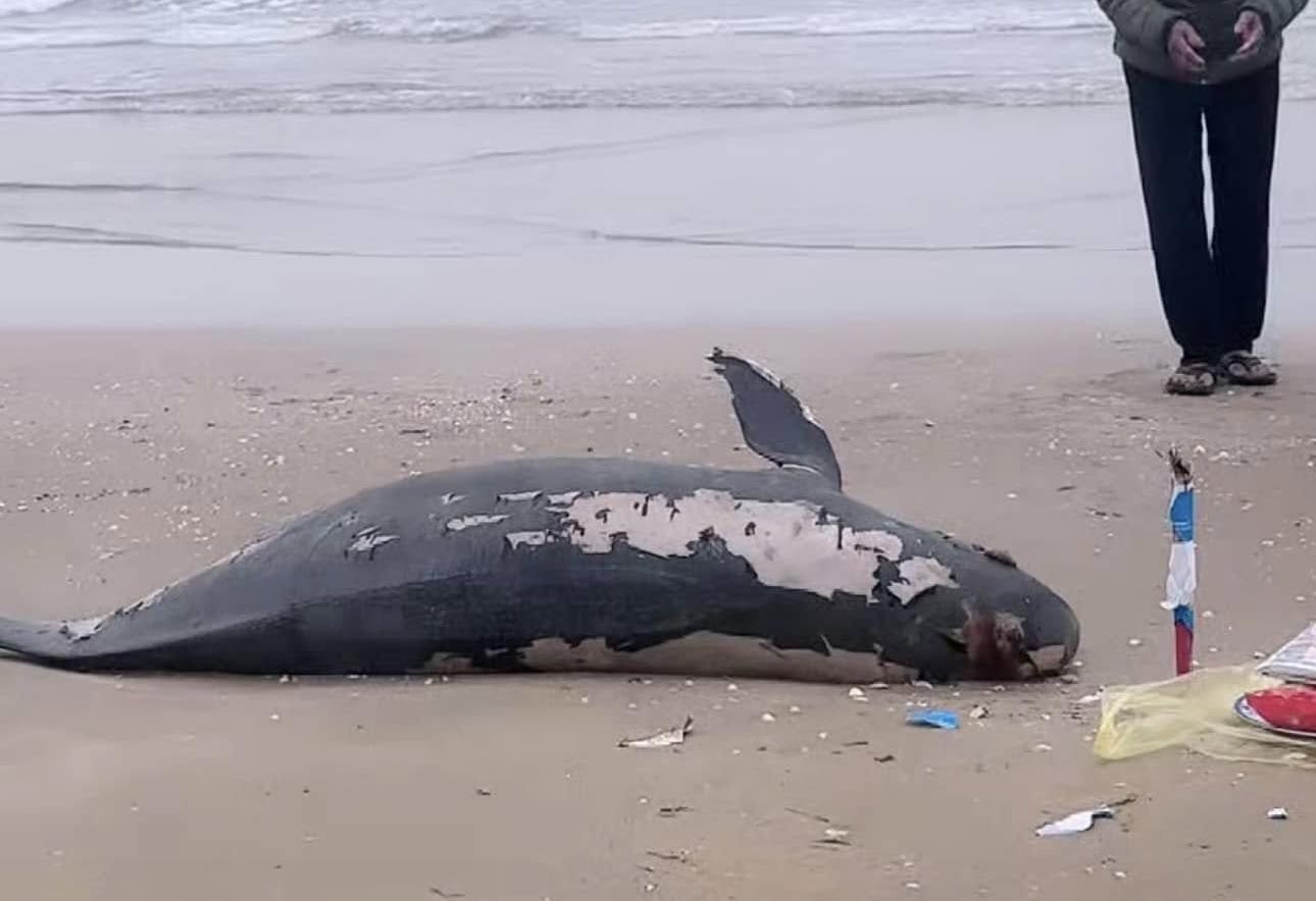 Whale Headwaters washed ashore in Thach Hai Commune. Photo: Ha Thach.