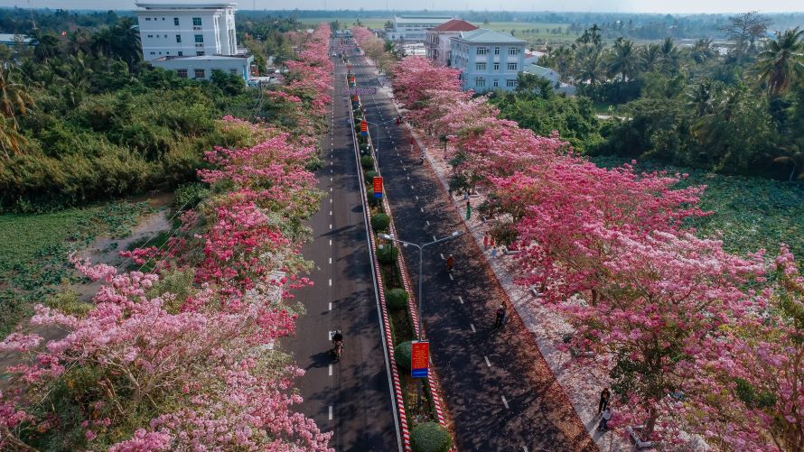 A street in Soc Trang is dyed purple-pink with pink laurel wreaths.