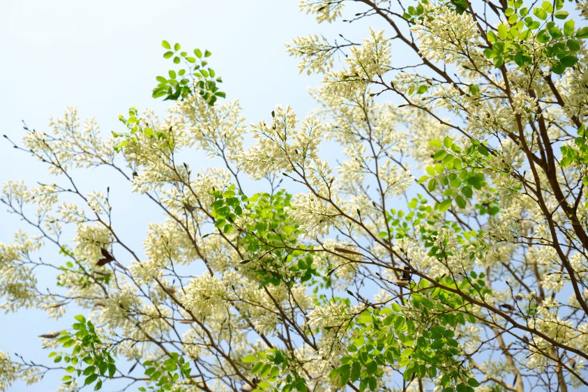 Rising flowers in front of the Ministry of Foreign Affairs gate. Photo: Huong Chi