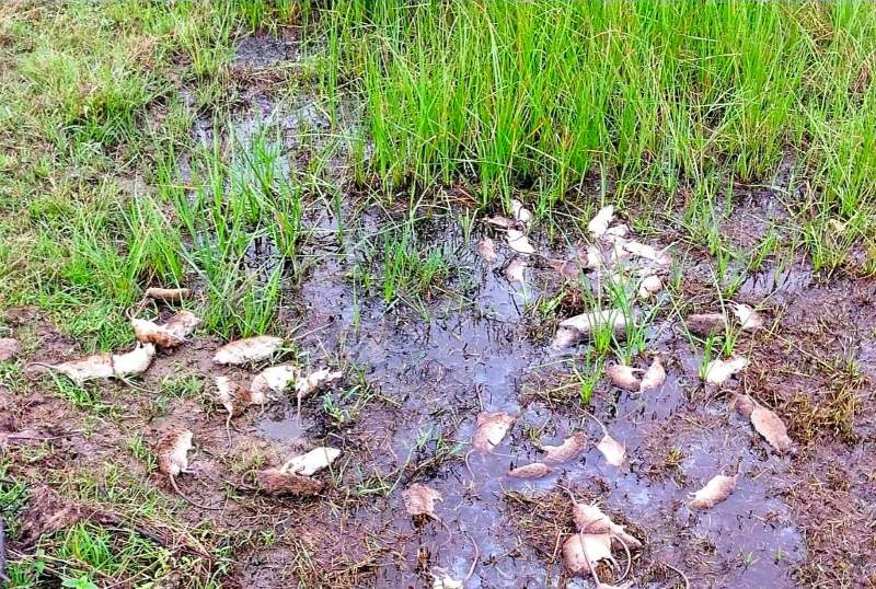 Du da dung du moi cach nhung van khong xue do chuot sinh soi qua nhanh. Anh: Hoang Bin