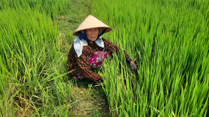 Chuot tan pha hang tram ha lua dong xuan o Quang Nam. Anh: Hoang Bin