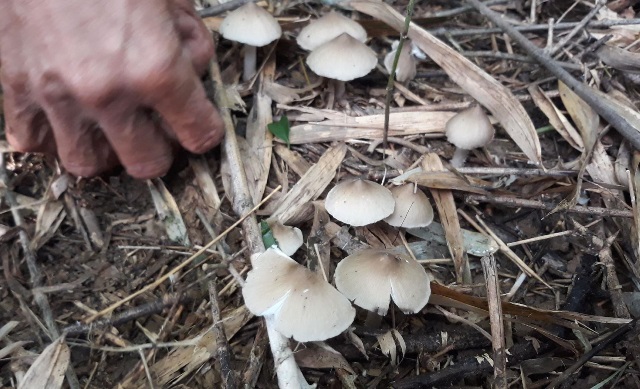 Wild mushrooms ( Illustrative photo)