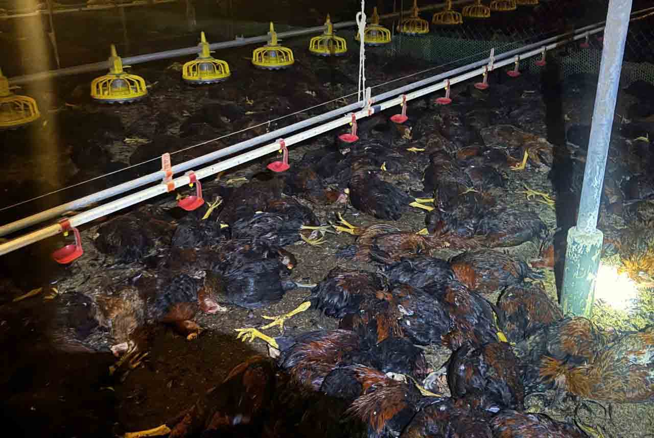 Image of about 8,000 chickens suffocating. Photo: Tran Tuan.