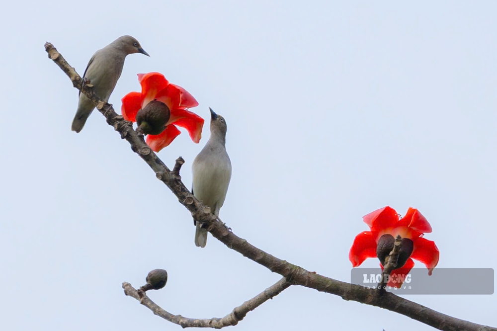 Hoa gạo bung nở thu hút những đàn chim. 