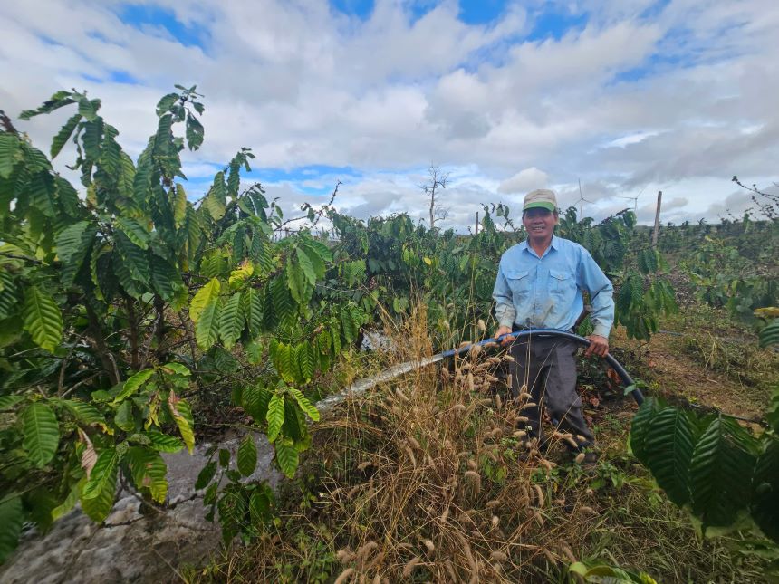 Farmers are busy watering coffee plants. Photo: Thanh Quynh
