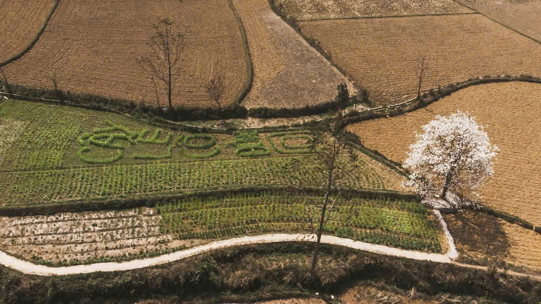 El peral en medio del campo de la aldea de Ban Chuong es como un símbolo de Xuan Truong que mucha gente conoce con el nombre de 