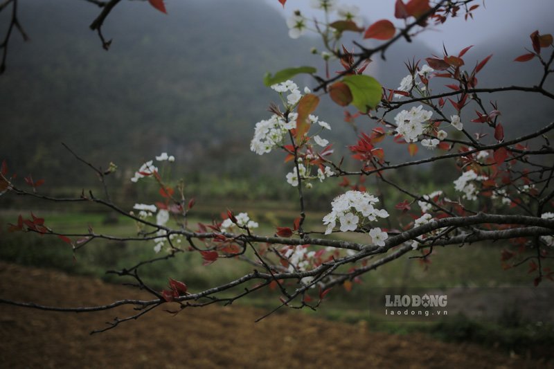 Những cánh hoa trắng muốt. Ảnh: Tân Văn.