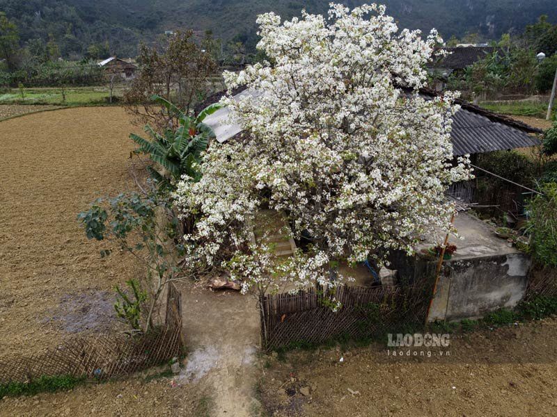 Temporada de floración del peral blanco en la montaña rocosa de Cao Bang