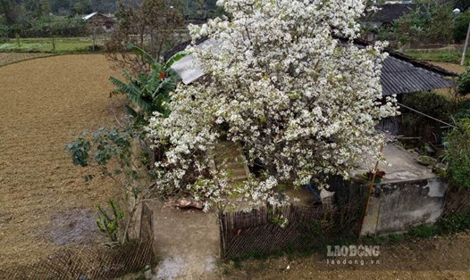 Hoa lê bung nở khắp bản làng vùng cao. Ảnh: Tân Văn.