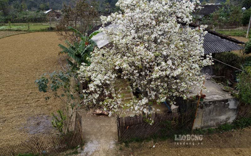 Crystal flowers bloom throughout the highland villages. Photo: Tan Van.