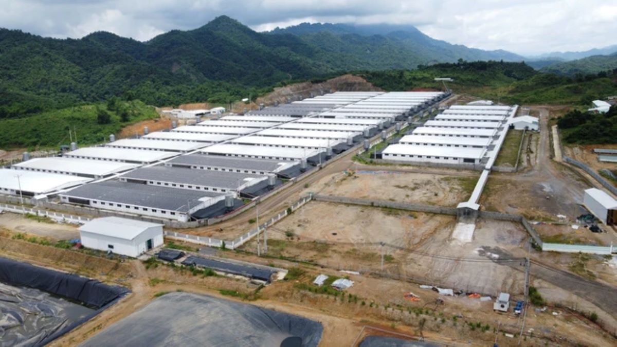 The pig farm of Agri-Vina Agricultural Investment Joint Stock Company in Tan Phuc commune, Lang Chanh district, Thanh Hoa. Photo: Quach Du