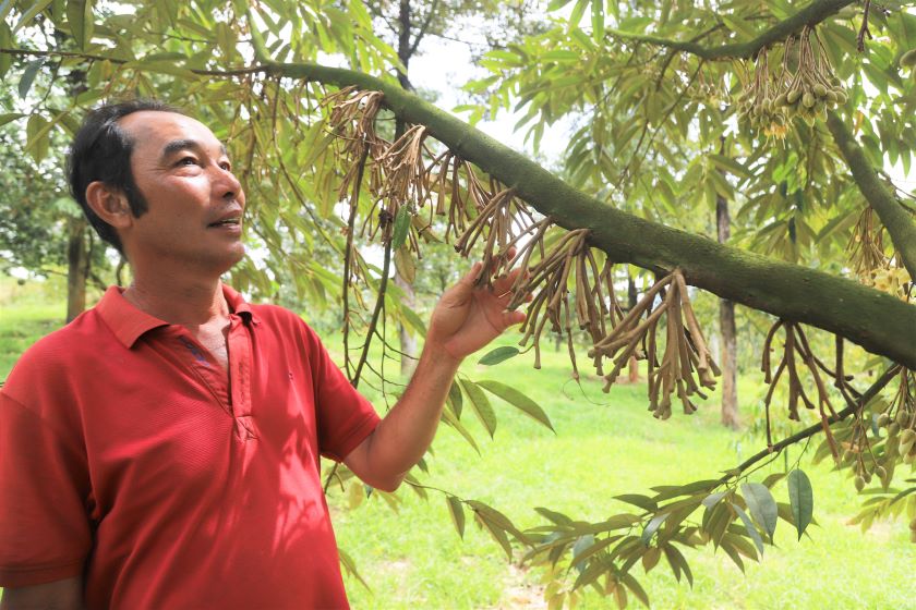 Durian flowers have fallen in large numbers after unseasonal rains. Photo: Lam Hong