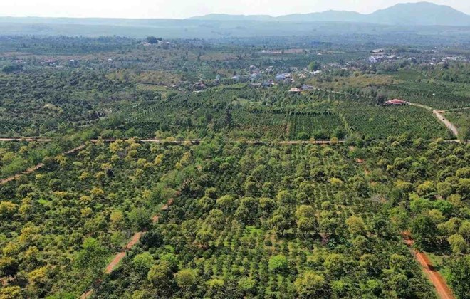 Đắk Nông điều chỉnh đầu tư dự án chăn nuôi hơn 137 tỉ đồng