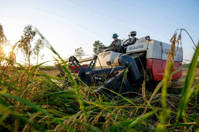 Hai Duong implements measures to stabilize rice prices. Photo: Mai Huong