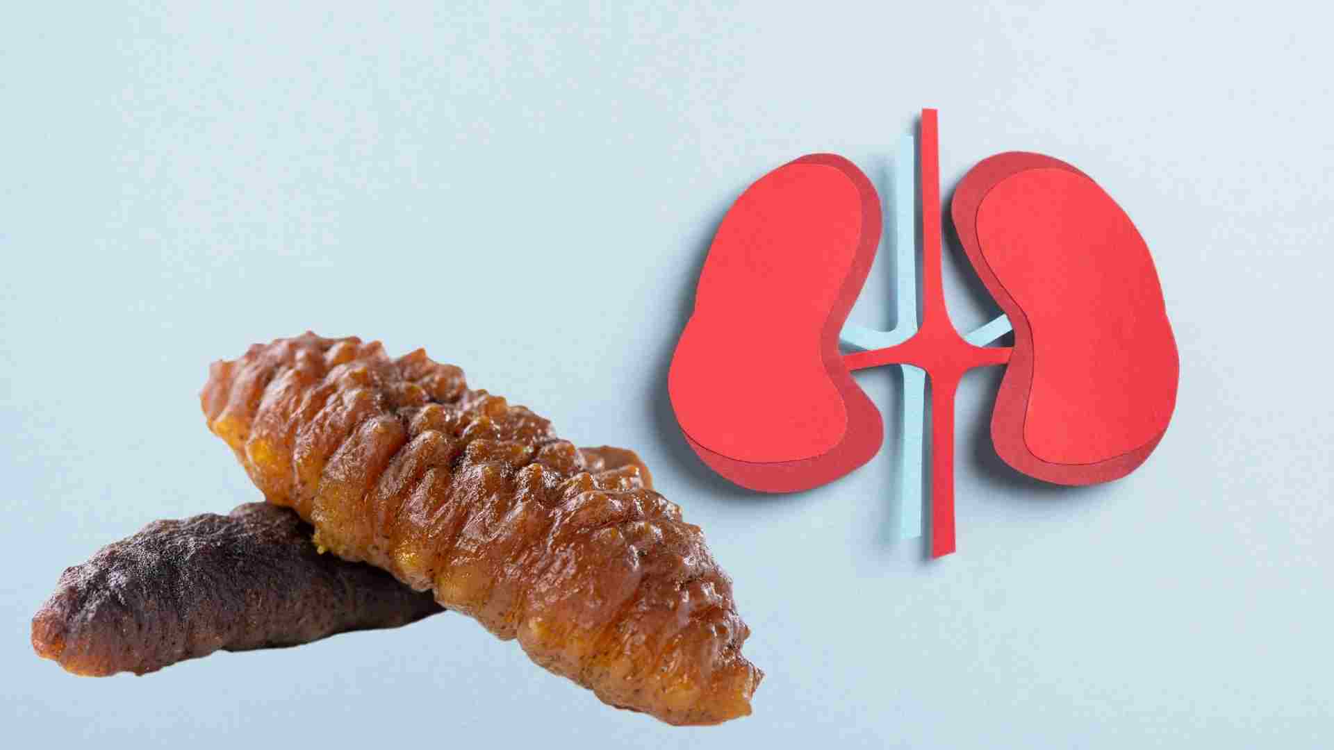 Hai Sam is good for kidney function. Graphics: Ha May