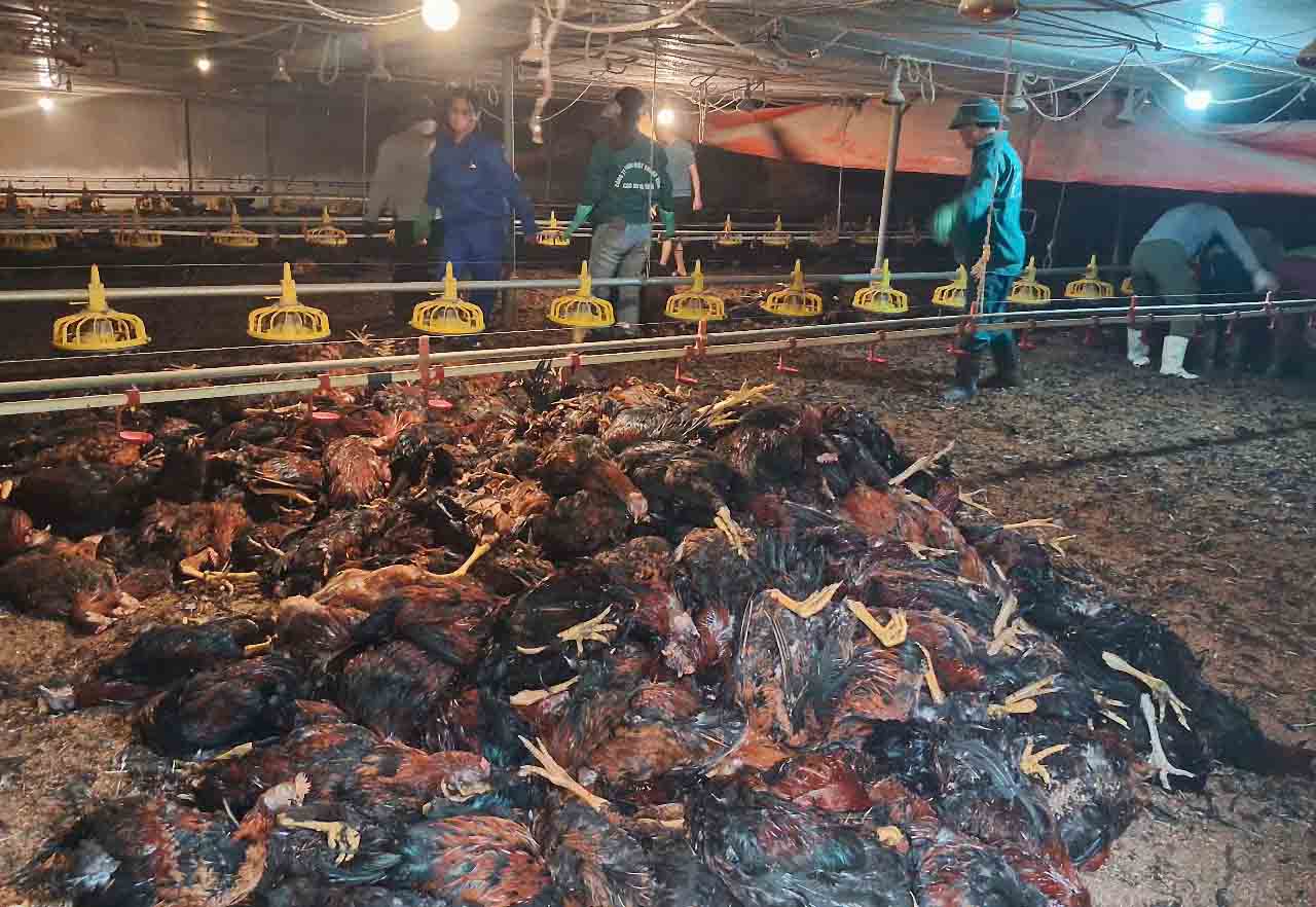 About 8,000 chickens in Ms. Thom's family farm in Ha Tinh drowned, with estimated damage of more than 1 billion VND. Photo: Tran Tuan.
