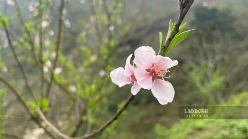 Nhung canh hoa dao bung no ruc ro o bien gioi Lao Cai. Anh: Dinh Dai