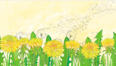 La planta crece salvaje para ayudar a eliminar los riñones de manera efectiva