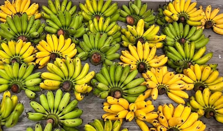 Eating bananas properly will help purify the body. Photo: Kieu Vu