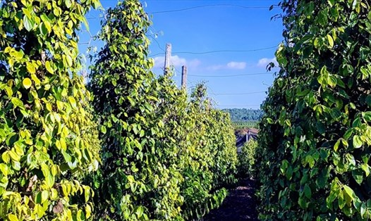 Giá tiêu hôm nay 17.3: Nội địa tăng nhẹ, thế giới đi ngang. Ảnh: Vũ Long