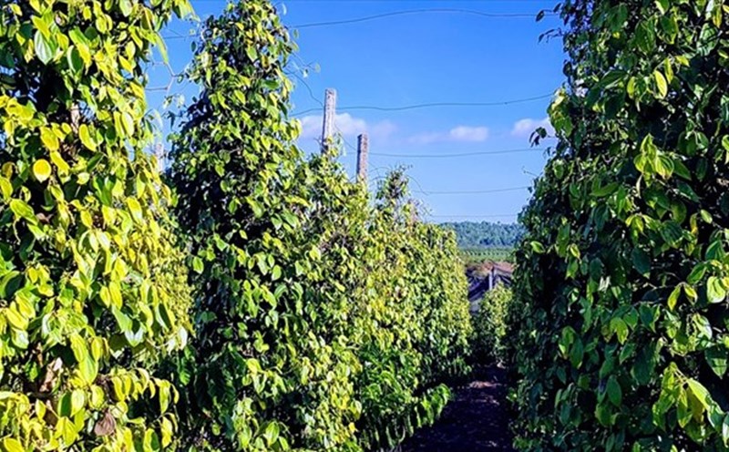 Pepper prices today, March 17: Domestic increased slightly, world moved sideways. Photo: Vu Long