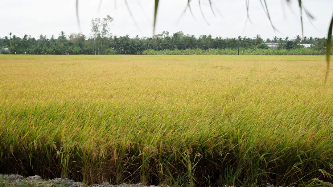 The winter-spring rice area of Soc Trang province has not recorded any damage caused by drought and salinity