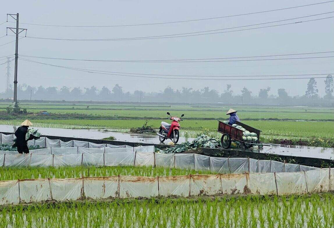 Nong dan huyen Kim Thanh (tinh Hai Duong) thu hoach bap cai trong thoi tiet mua ret. Anh: Mai Huong
